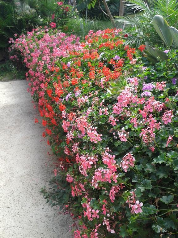 Finca Las Palmeras Icod De Los Vinos Værelse billede