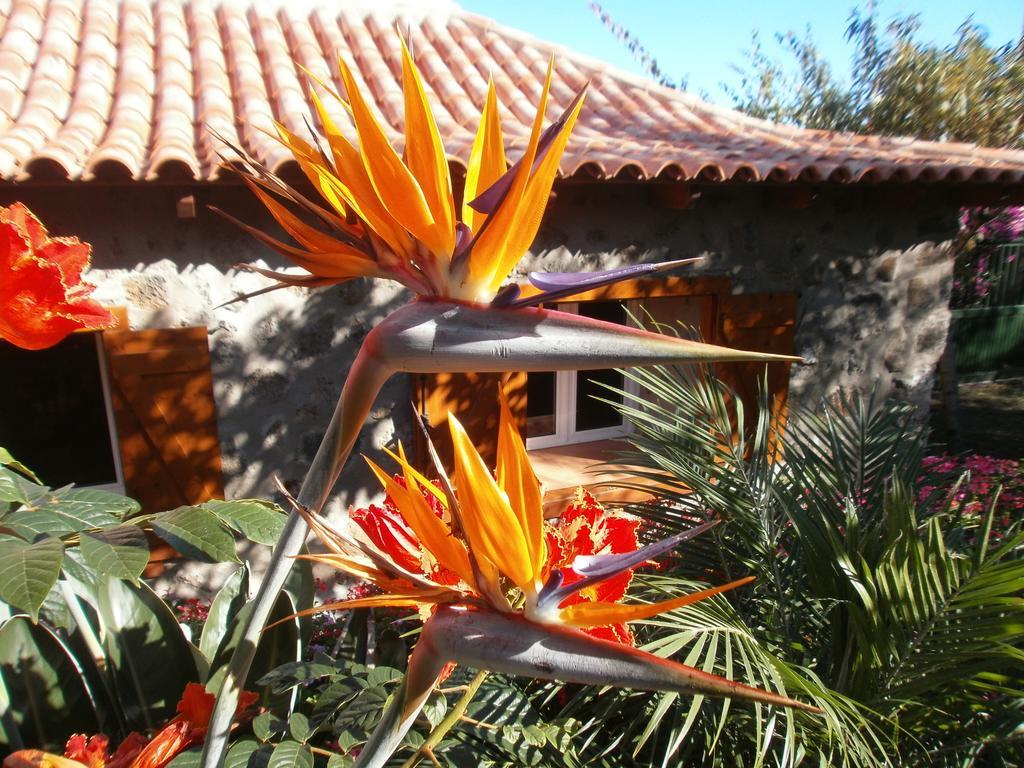 Finca Las Palmeras Icod De Los Vinos Eksteriør billede