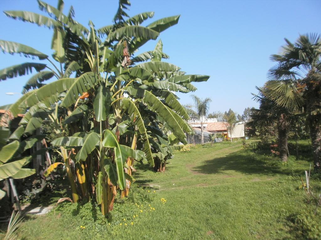 Finca Las Palmeras Icod De Los Vinos Værelse billede