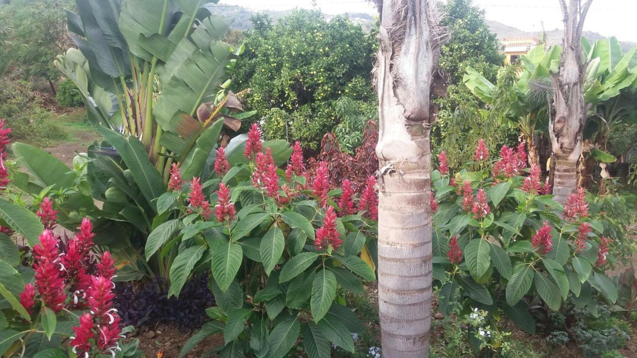 Finca Las Palmeras Icod De Los Vinos Eksteriør billede