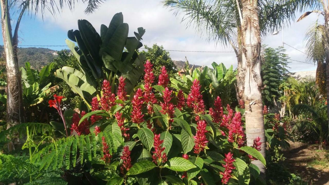 Finca Las Palmeras Icod De Los Vinos Eksteriør billede